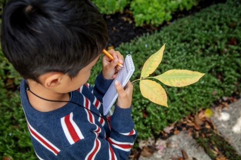 Tiger Tribe Zestaw Małego Odkrywcy - Mikroskop