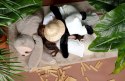 DOUDOU - obciążeniowa pluszowa panda Podcoll Histoire d'Ours, 75 cm, czarno-biały