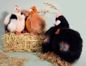 DOUDOU - przytulanka kurka Poulette, Histoire d'Ours, 20 cm, beżowa